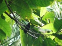 Blue-headed humming bird