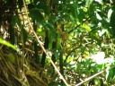 Humming bird nest (centre)