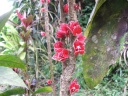 Martinique flower