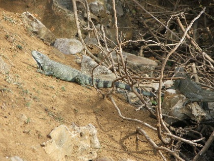 Iguanas, Isles des Saintes