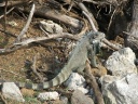 Mature Iguana, Iles Des Saintes