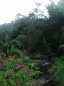 Grenada tropical forest