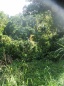 Grenada forest