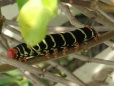 Frangipani caterpillar, Prickly Bay
