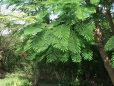Prickly Bay fern