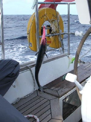 Our first catch a dorado (dolphin fish) and so tasty