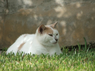 Maxx, the municipal cat of Porto Santo