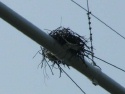 C&D canal vulture's nest on overhead pipeline