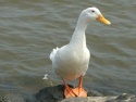 Duck at Chestertown Marina