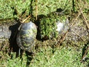 Turtles incognito