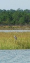Great Blue Heron on the ICW