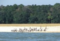 Pelicans on holiday at the beach