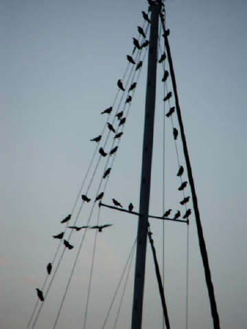A murder of crows in Charleston