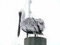 Harbortown pelican poser