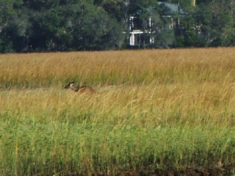 View of flora and fauna on the Intracoastal Waterway