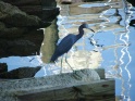A little blue heron at Harbortown