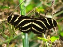 Florida striped butterfly