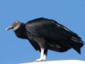 Turkey vulture at North Hutchinson Island
