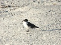 Seagull on a beach of shells