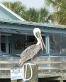 Yappy pelican
